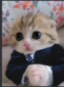 Businesscat Discord emoji