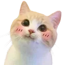 catblush