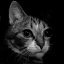 DespairCat DespairCat