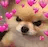 :kol_doggo_cute: