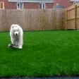 hi