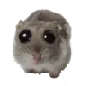hamsterPwease