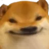 2360doge5head 2360doge5head
