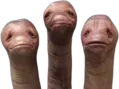 EarthwormStare