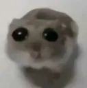 sad_hamster