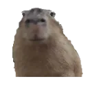 notwolo