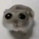 sadhamter