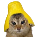 vroGrapefruit vroGrapefruit