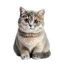 Pngtreeisolated_cat_on_white_bac