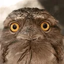 1000yardfrogmouth