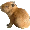 capybaraawbaby