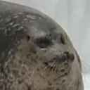 seal_of_approval
