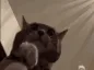 catClap catClap