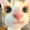 kittysmile