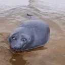 confused_seal