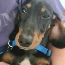 dogoncrack