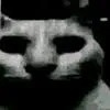 catDespair
