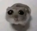 animal_scripka