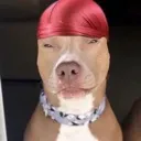 TyroneDog