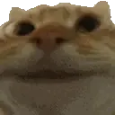 yesCat