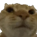 noCat