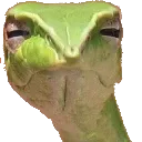 judging