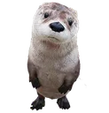 otter otter