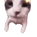 catKiss catKiss