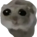 sad_hamster