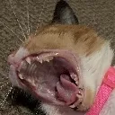 SCREEE