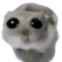 SADGEHAMMY SADGEHAMMY