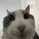 starecat