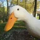 DuckConfused