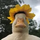 FlowerHatDuck