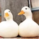 Duck3