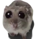 sadHampter