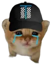 sadcat
