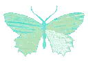 butterfly4