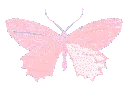 butterfly3 butterfly3