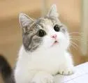 Cat9