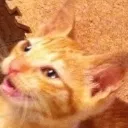 ae