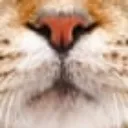 sniffffr