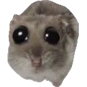 DramaticHamster DramaticHamster