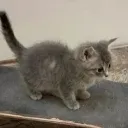 Skatecat Discord Emoji