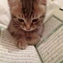 catallah Discord Emoji