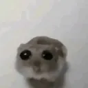 DR_HamsterSad