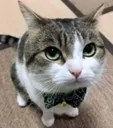 gentlecat2