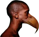 dodo