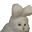 :cat_bunny: