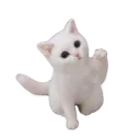white_kitty